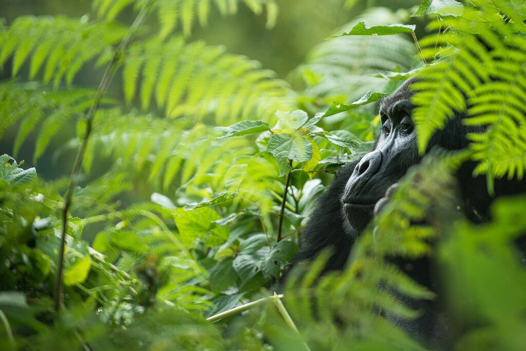 Uganda_Slider_2000px_003